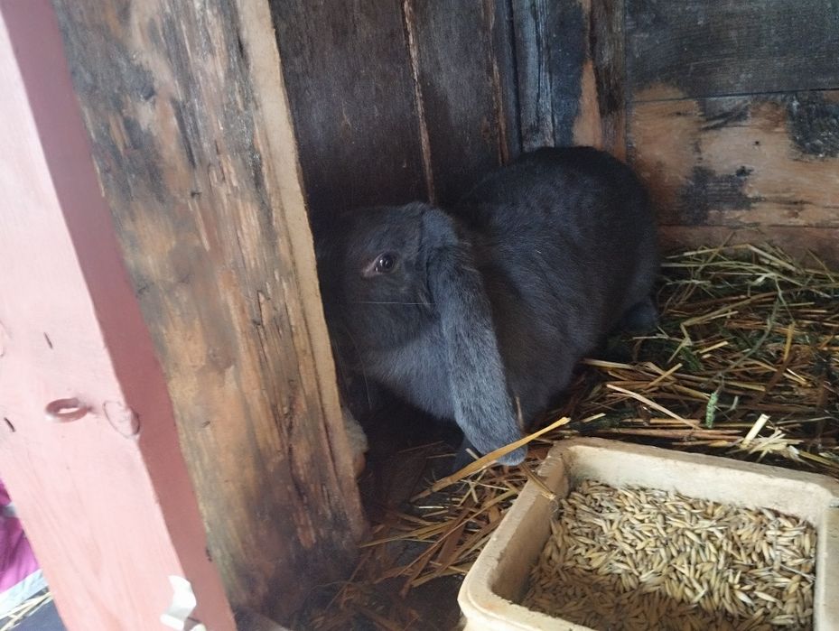 Samica Baran francuski niebieski