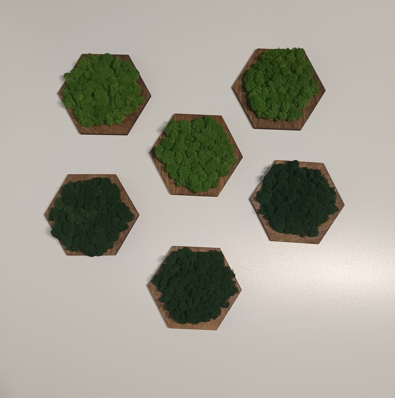 Panel hexagon z mchem chrobotkiem