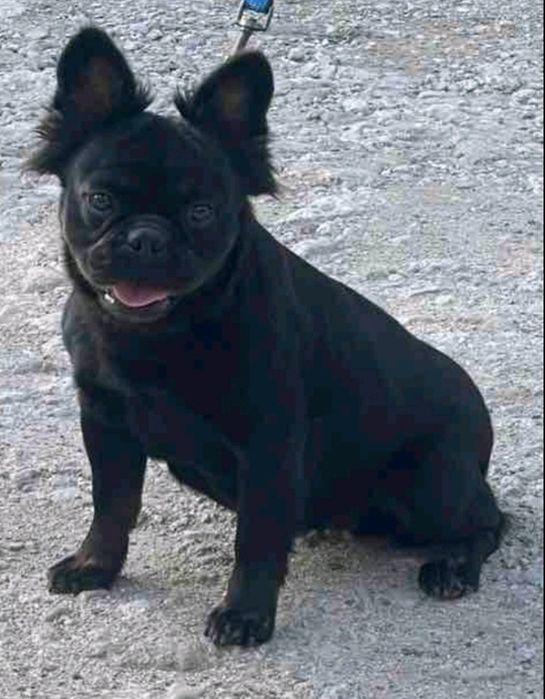 Безкоштовно. Молода сука французского бульдога