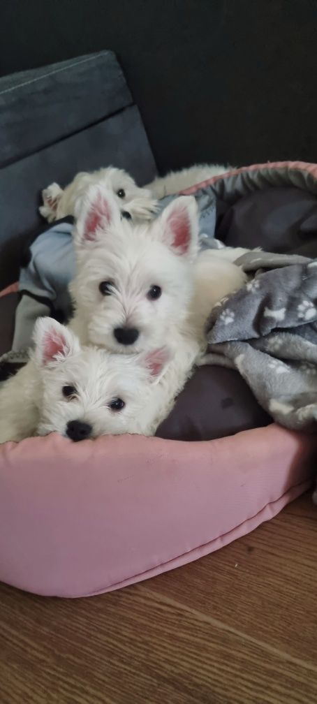 West Highland White Terrier- suczka
