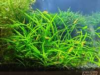 Sagittaria subulata - trawka akwariowa