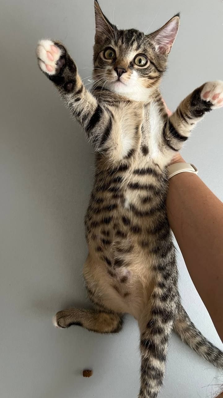 Отдам_ кошки_ котята_ луч