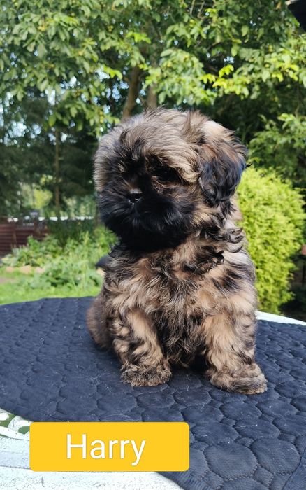 ShihTzu chłopczyk Harry