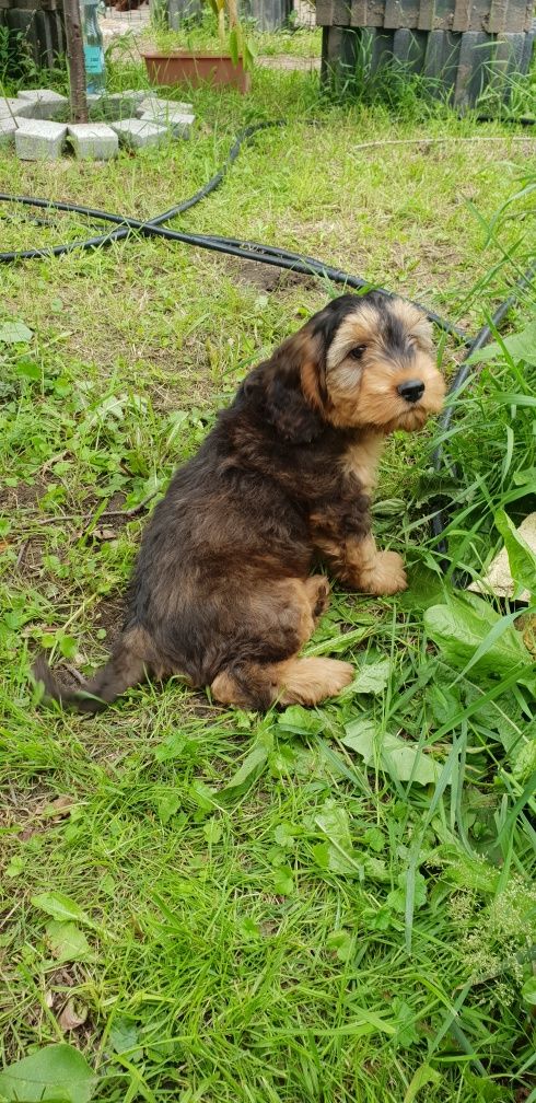 Cockapoo. Hybryda. Suczka Kinia. Cocker Spaniel Angielsk/ Pudel miniat