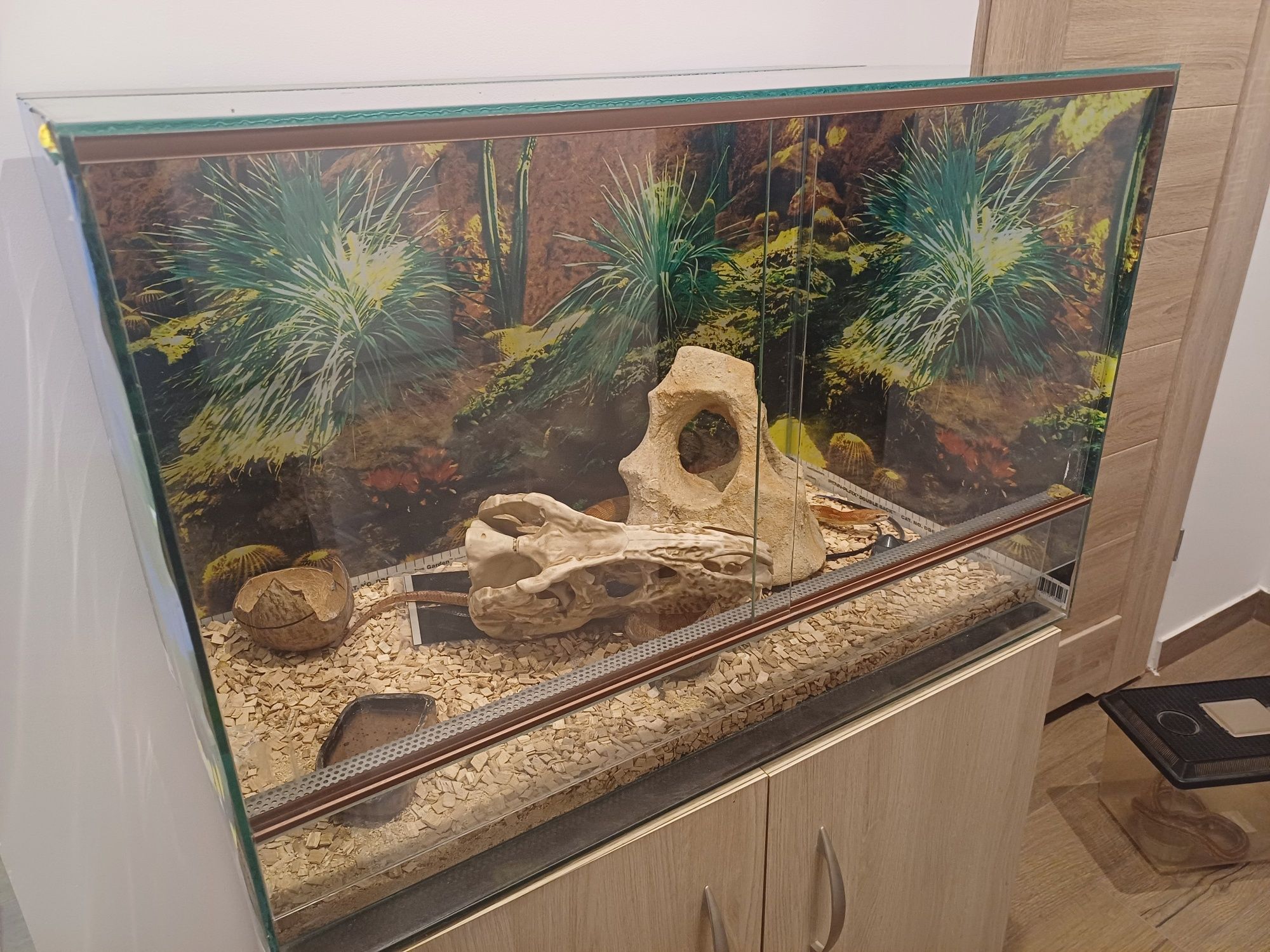 Wąż zbożowy + terrarium i alcesoria
