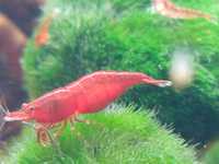 Krewetki Red Cherry/krewetka/Neocaridina Red Cherry