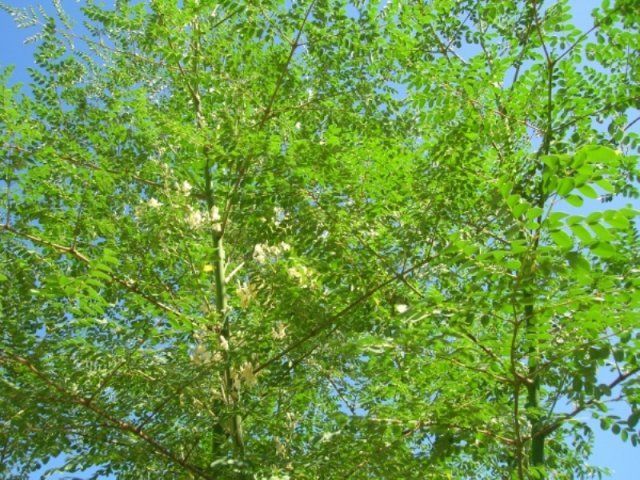 Sementes de Moringa Oleifera. Árvore da vida