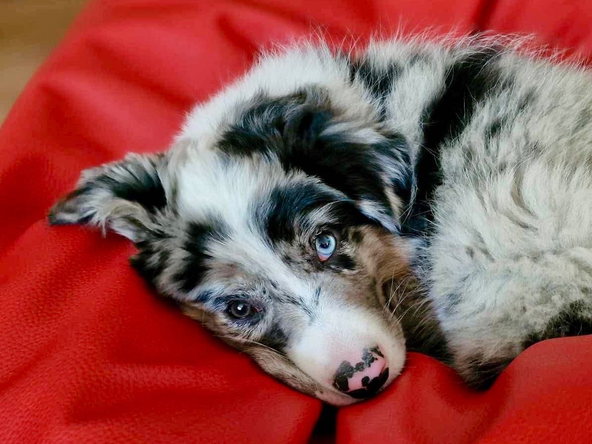 Border Collie FCI / ZKwP