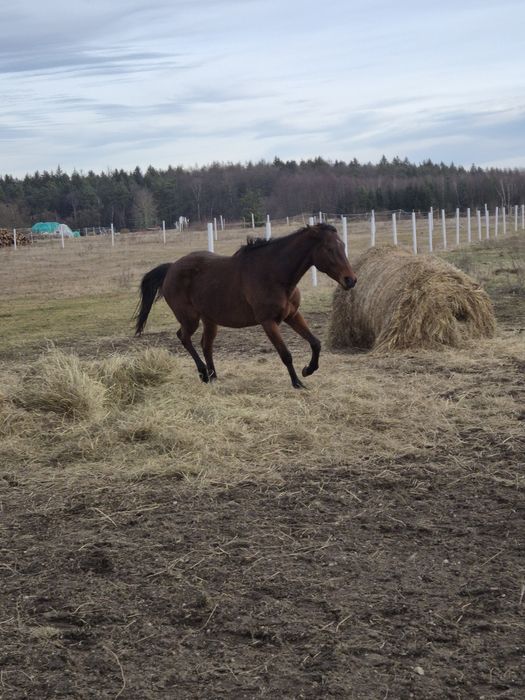 Klacz po Lyjanero
