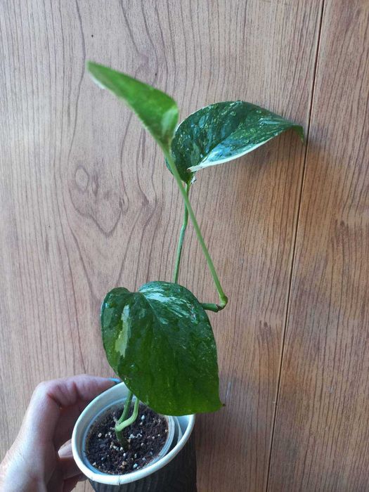 Епіпремнуми,  Драцена запашна Кімнатні квіти