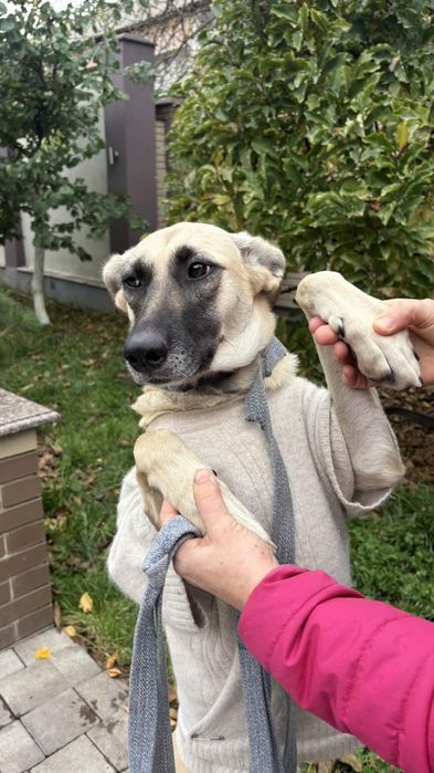 Собачка в люблячу сім'ю
