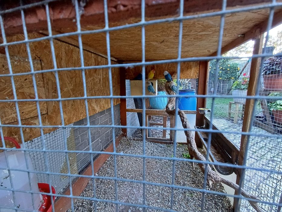 Agapornis / Rossicolis