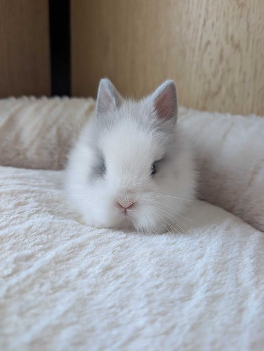 Królik karzełek, mini lop, miniaturka