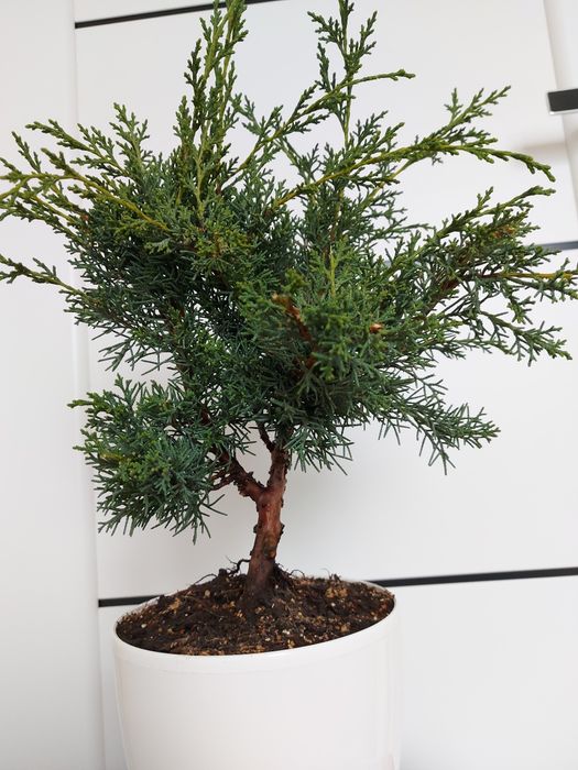 Бонсай ялівець (можжевельник) Шимпаку