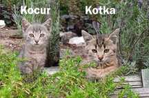 Do adopcji: dwa urocze kociaki, koty – kocurek i kotka!