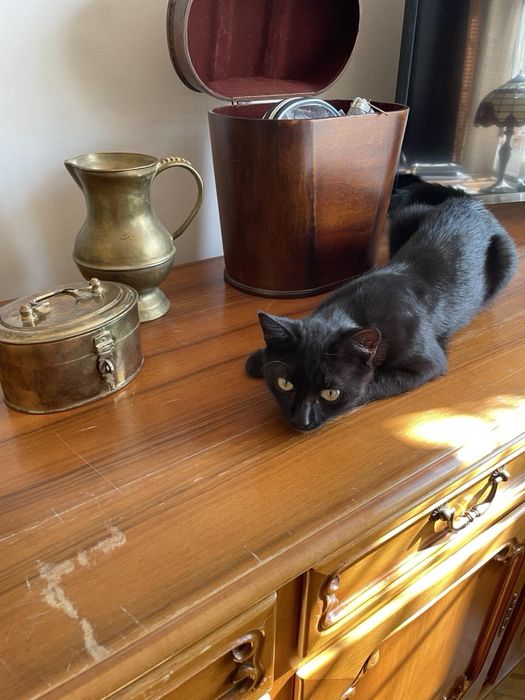 Віддам кота в добрі руки