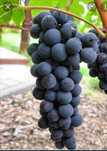 Winogrono ciemne / zielone - 10zl/kg - zbieramy zamowienia