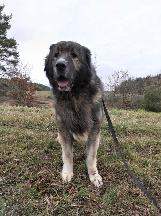 Owczarek kaukaski 7 lat