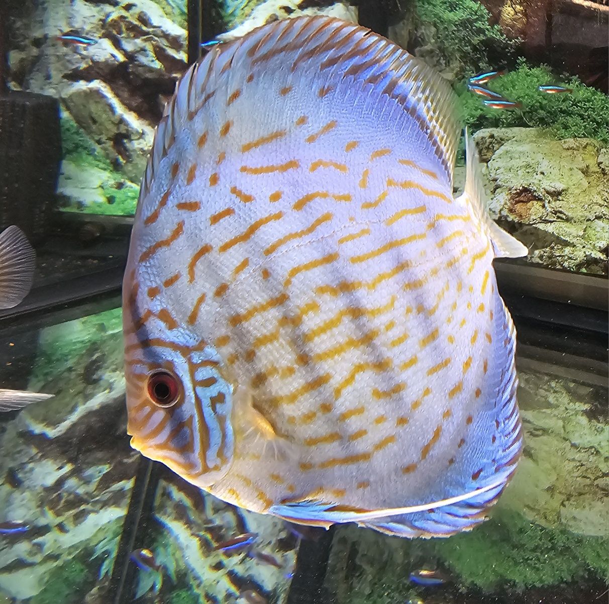Discus Cobalto 14-15cm