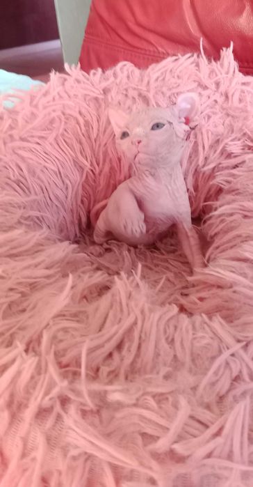 Sphynx de qualidade