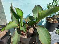 Vou a sua casa tomar conta das suas plantas