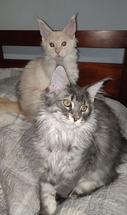 Potężny Kocurek Maine Coon z Rodowodem Fpl