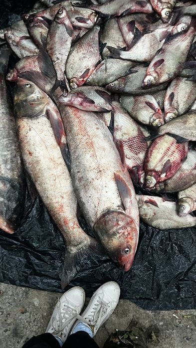 Свежая рыба толстолоб лещ