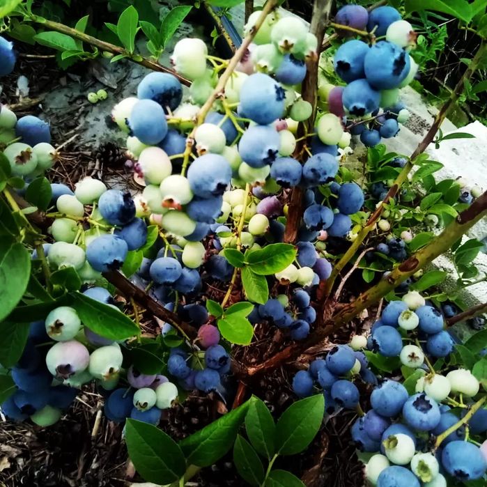 Лохина Черника Жимолость Киви Гортензія Магнолія Сакура Рододендрони