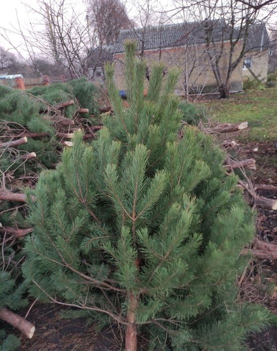 Сосна новорічна оптом
