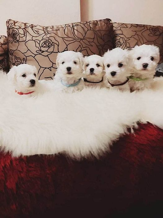 Śliczne szczeniaczki maltańczyki