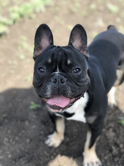 Французкий будьдог
