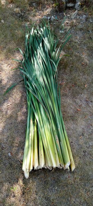 Продам рогоз цього річний є п'ядесят снопів