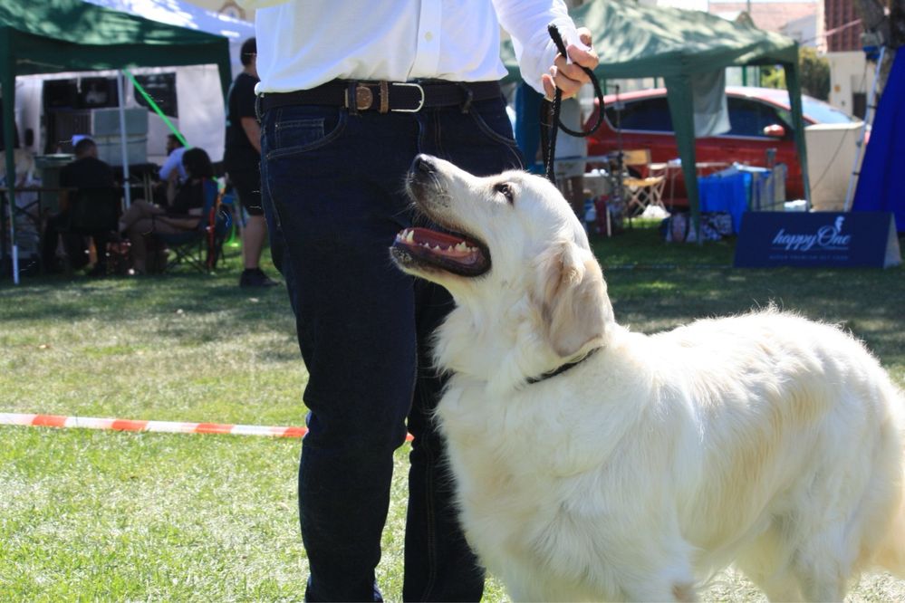 Magnífica Menina Golden Retriever de Excelentes Linhagens