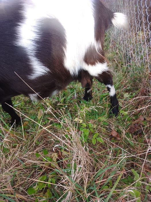 Доросла коза і кізонька