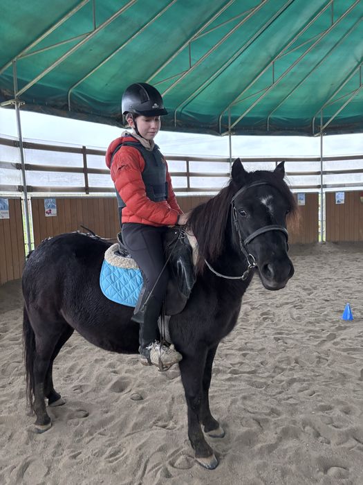 Cudowny kucyk do nauki