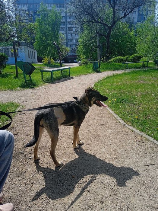 Срочно собаку в добрые руки