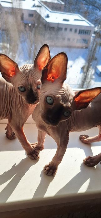 Котята канадский сфинкс