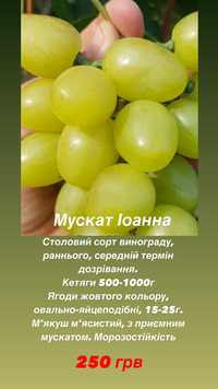 Продам вегетуючі саджанці столового винограду, понад 30 сортів