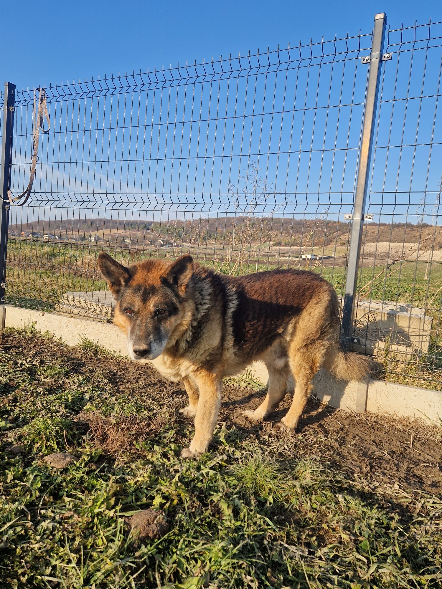 Dostojny starszy HOSSE - pies w typie owczarka adopcja