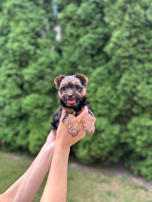 Цуценя йорка, хлопчик