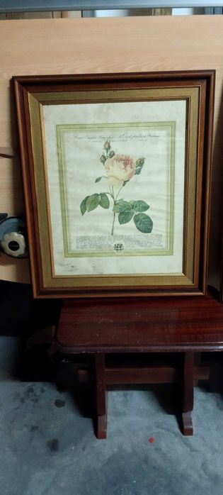 Quadros Botanicos com moldura