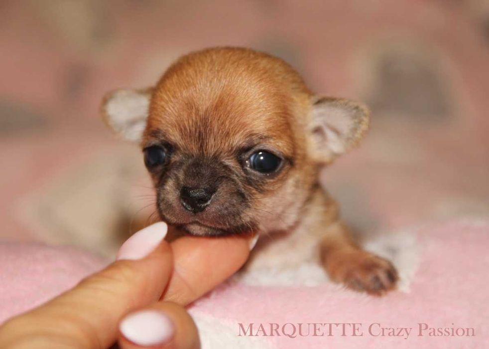 Miniaturka - sunia chihuahua krótkowłosa Crazy Passion FCI