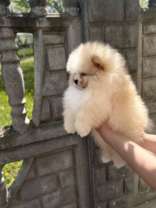 Vip Ведмедик шоу класс