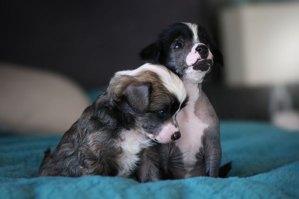 Chiński grzywacz FCI / ZKwP, bezwłosy - suczka