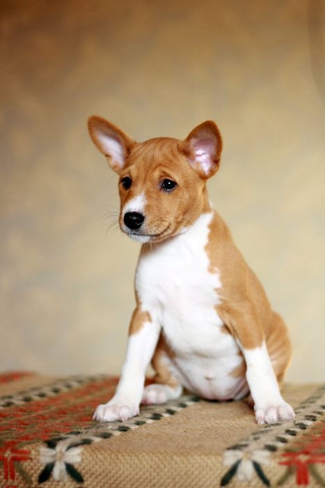 Басенджи красуня КСУ, basenji female FCI, гарненьке сонечко!