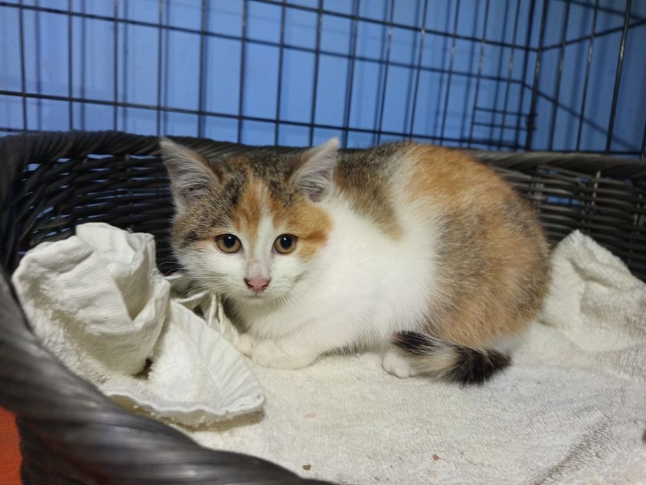 2 miesięczna Gałązka szuka rodziny