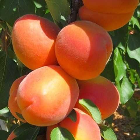 Саженцы крупноплодных абрикоса: Ананасный, Голд рич, Робада, Джумбокот