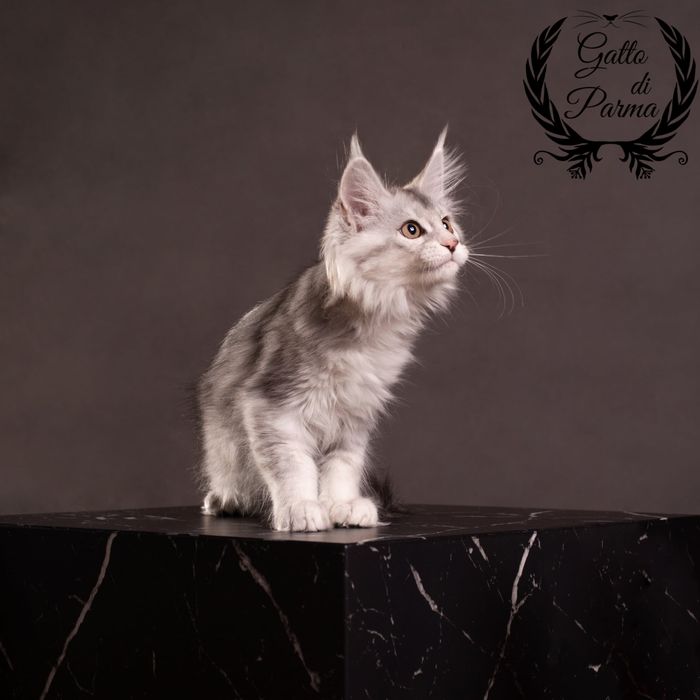 Kotka Maine Coon FPL szylkretka czarna srebrzysta