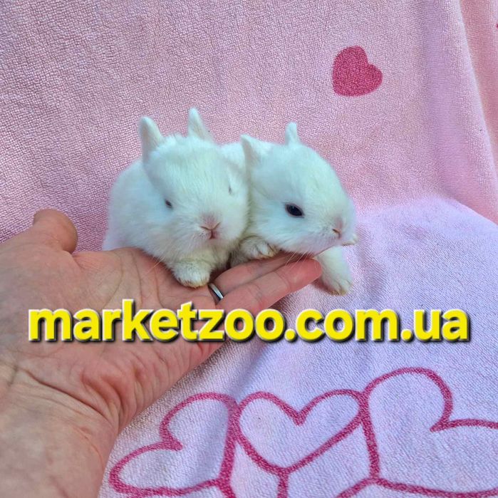 Міні кролик породи Гермелін | Відкрита бронь, карликовые кролики