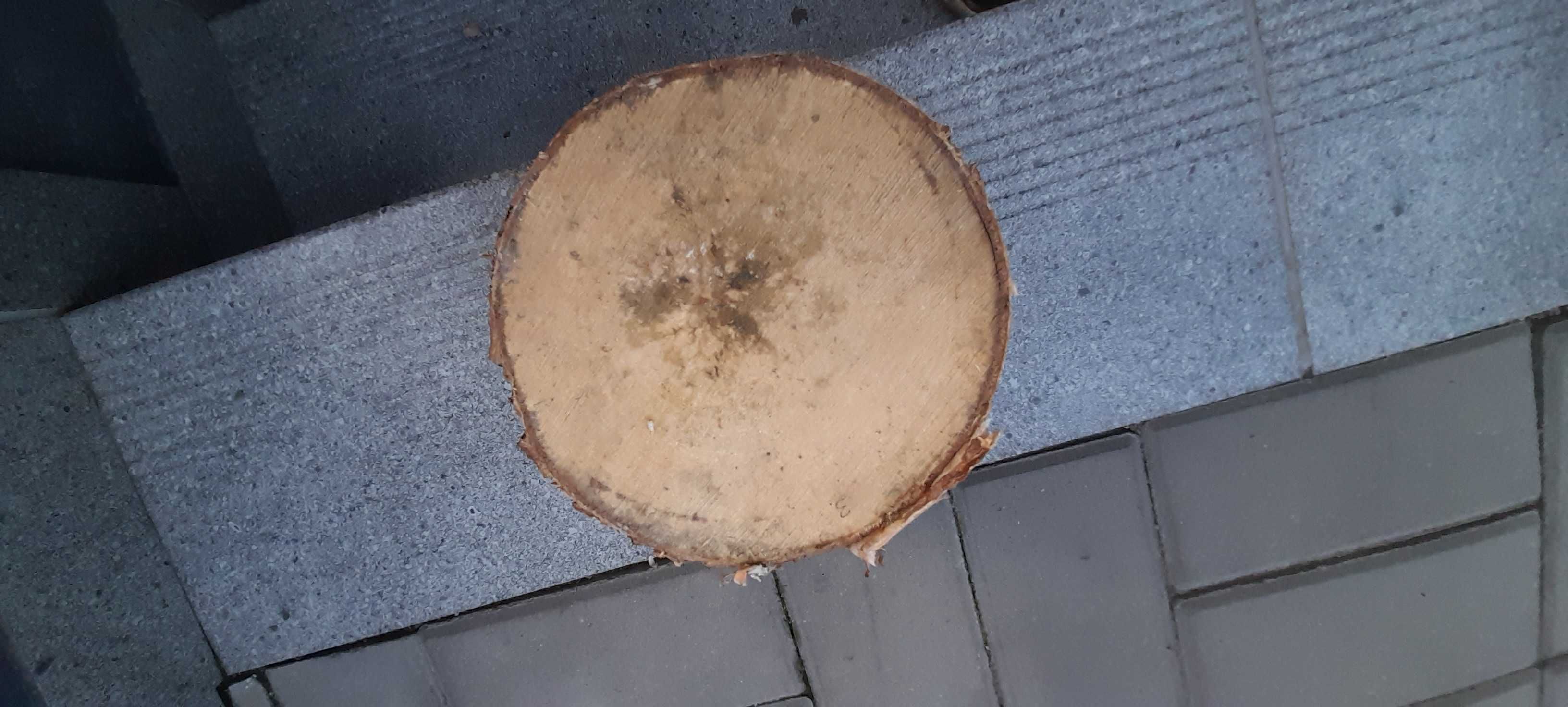Plaster drewna z brzozy miary na fotkach 20 cm